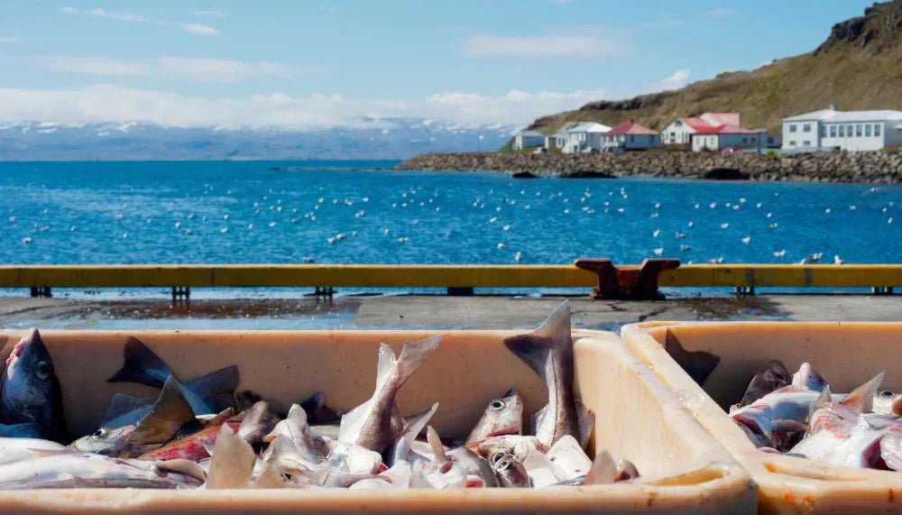 How Iceland Leads the World in Eco-Friendly Fishing - Nordic Catch