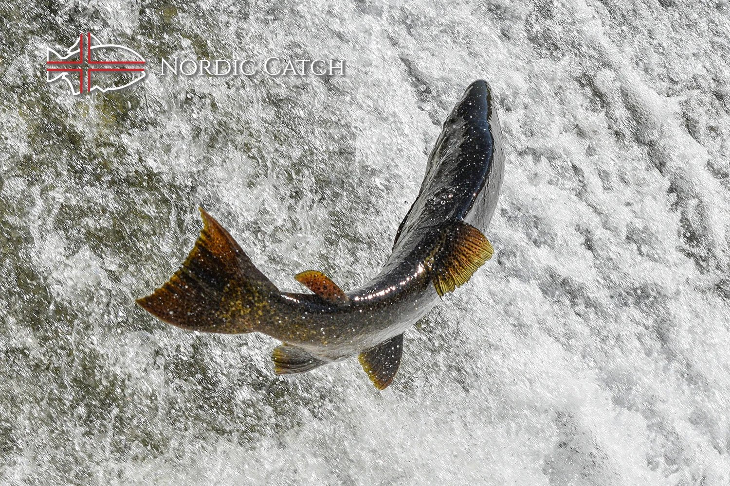 Wild Caught Salmon, Columbia River King, Skin On (6oz portion) - Nordic Catch