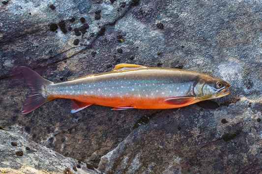 My Arctic Char is Slimy, Why? - Nordic Catch