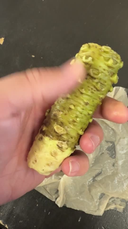 Fresh Japanese Wasabi Root + Steel Shark Grater Bundle Delivered