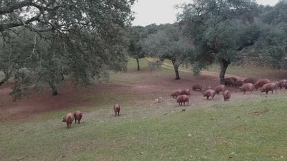 Grass Fed Prime Steak Lovers - 套装