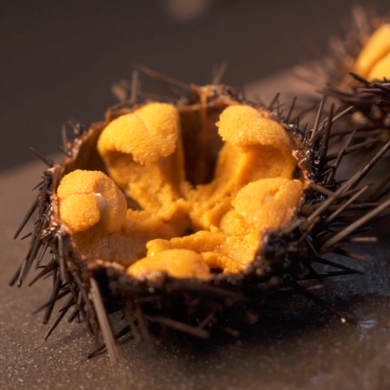 Video describing Santa Barbara Sea Urchin Uni