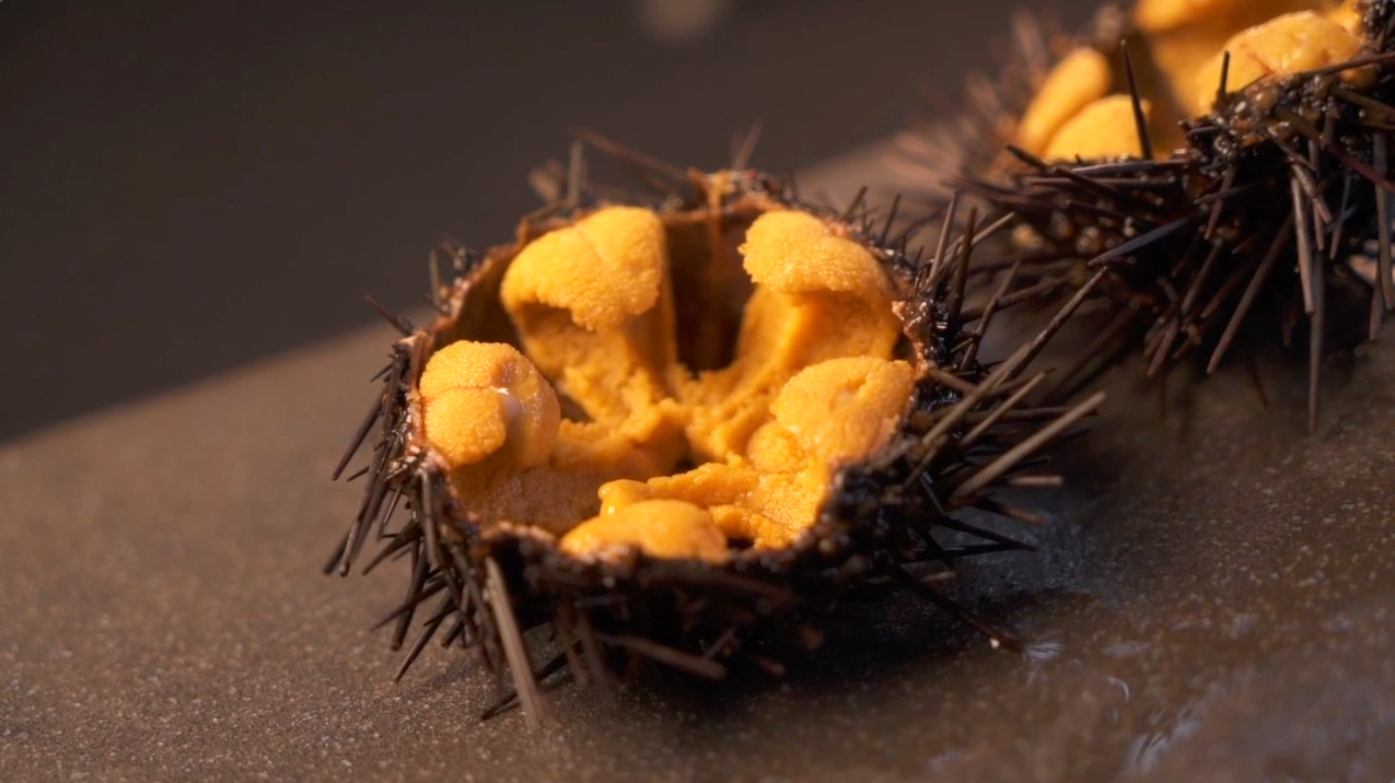 Video describing Santa Barbara Sea Urchin Uni