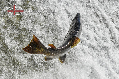 Wild Caught Salmon, Columbia River King, Skin On (6oz portion) - Nordic Catch